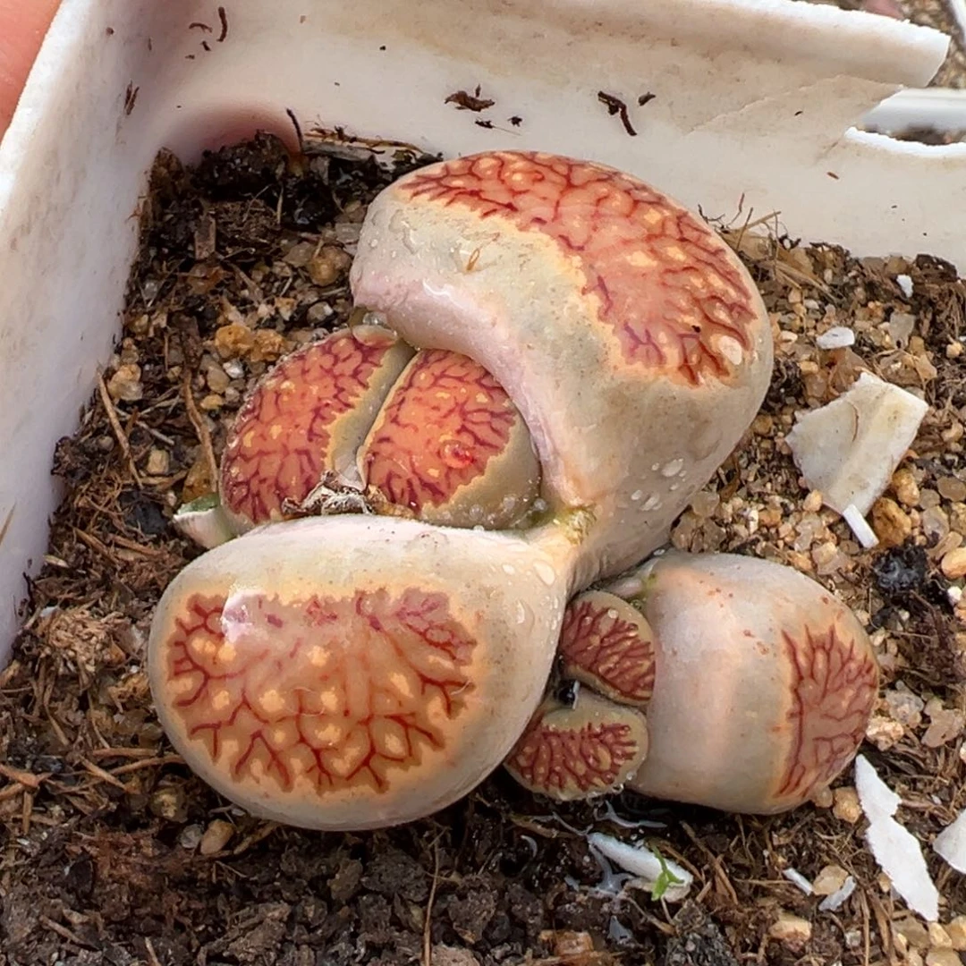 1.26好看的多肉701