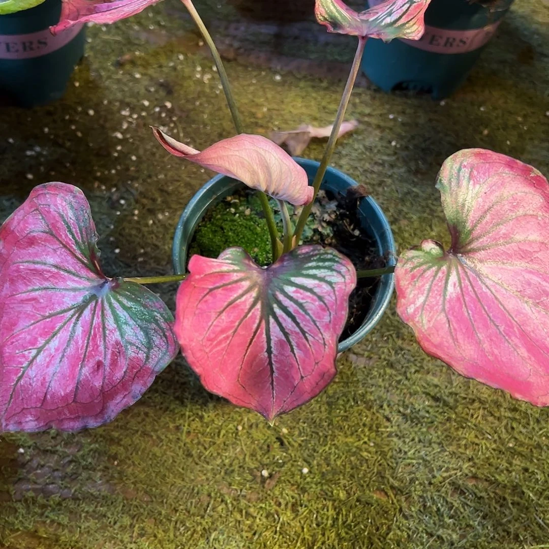 嘟***爱无花朵海格力玫瑰泰彩71