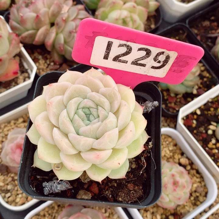 一*女王5.5cm多肉植物