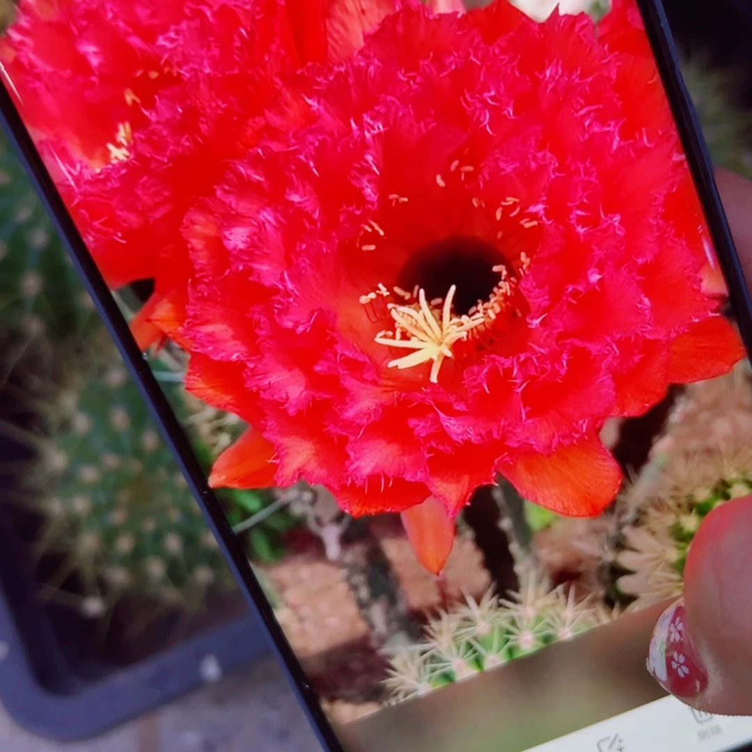 下47毛清清164斑点歪无根侧芽6公分左右20包邮