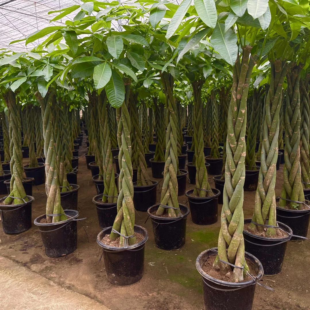 特大号辫子发财树盆栽室内外大型绿植净化空气招财旺运基地直发