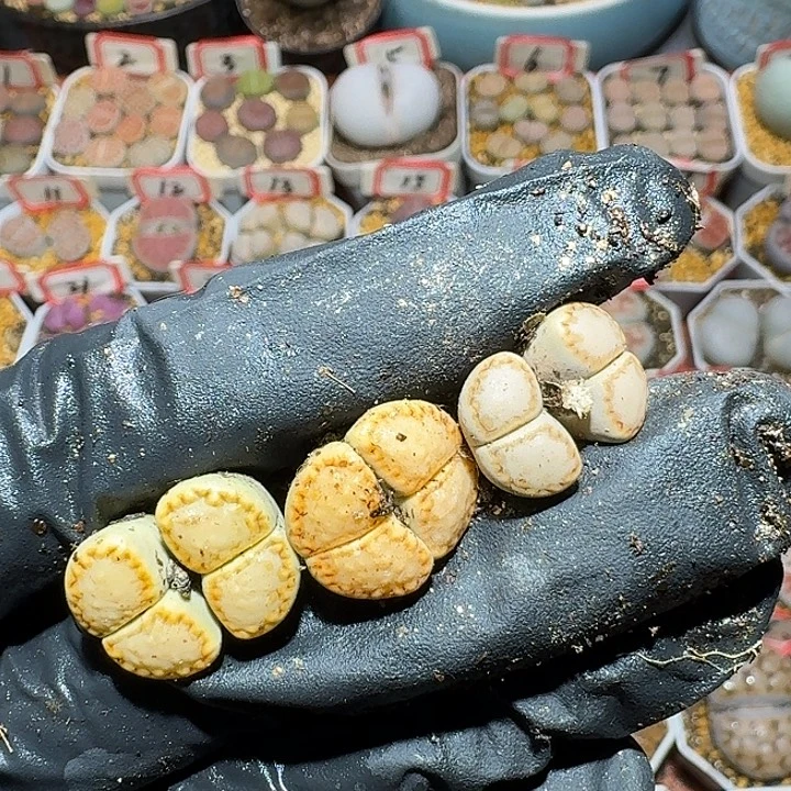 小****生石花1111222。  251