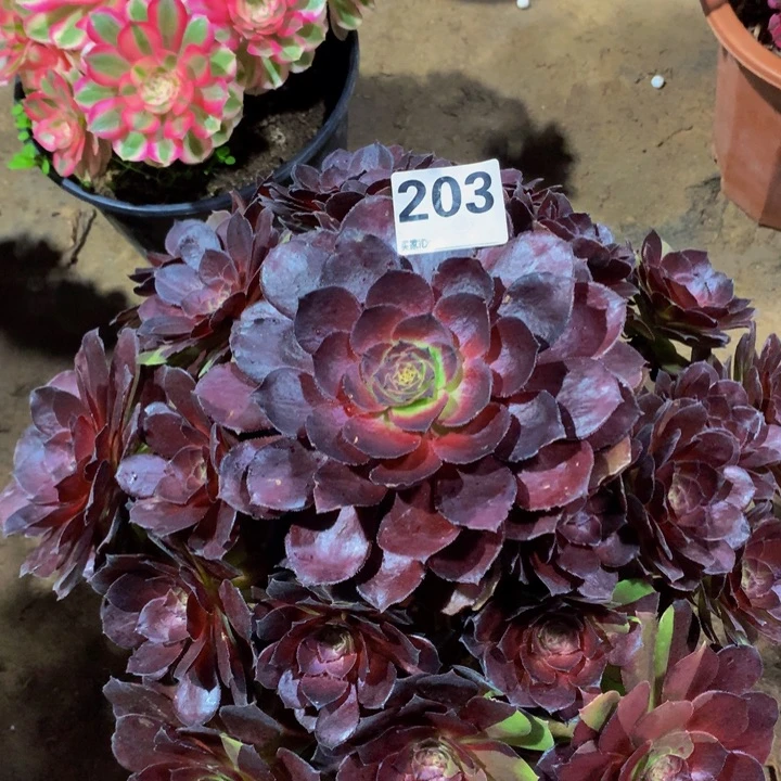 保***姨无花朵黑美人20300000