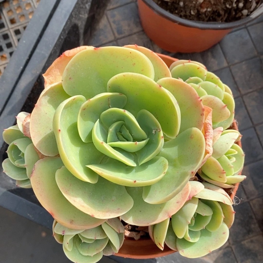 精品多肉一物一拍32