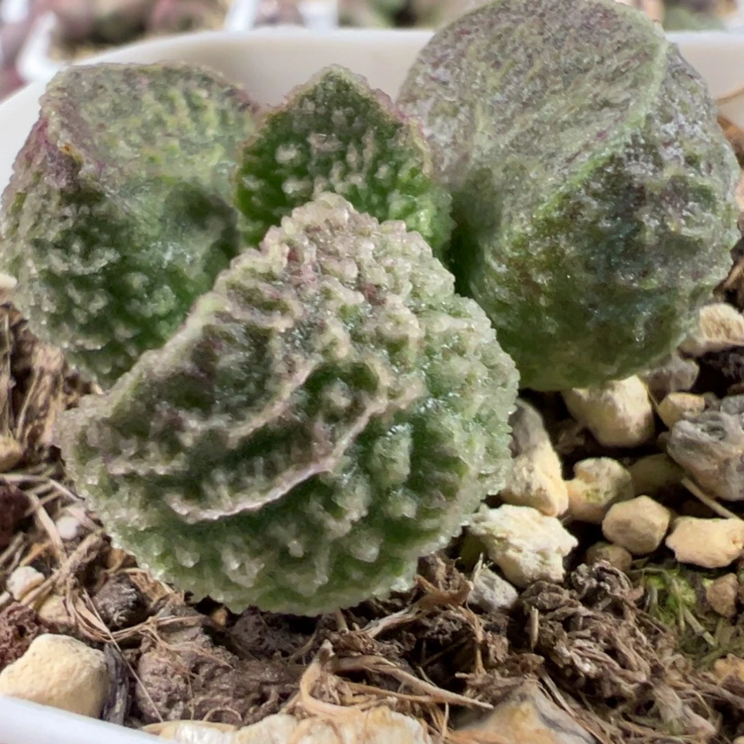 实生新品多肉植物水泡多肉植物水泡