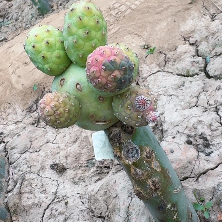 无花朵2917无刺习锦东三