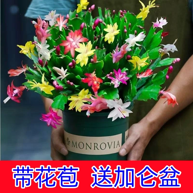 多色带花苞蟹爪兰盆栽四季家养花卉桌面阳台绿植
