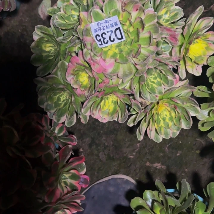 海王花30-11包邮花花