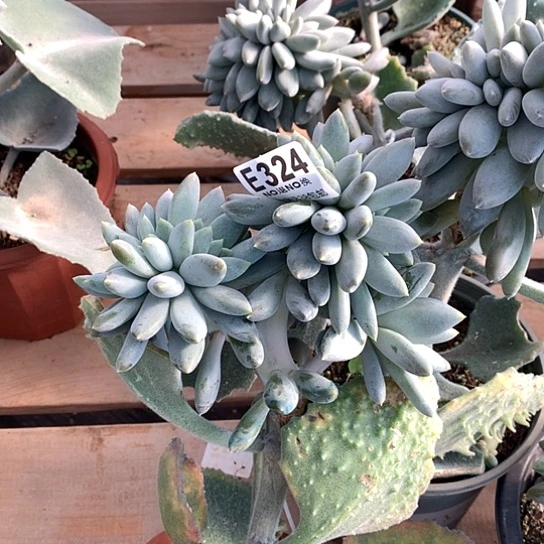 胖体哥特缀化324 退款拉黑 需延迟发货