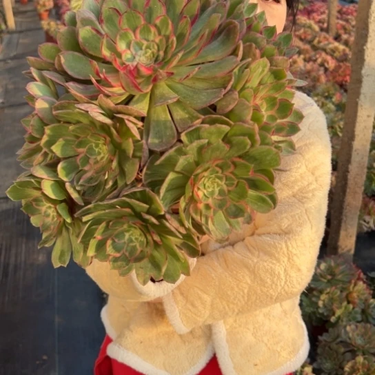 莲花座一刻包邮福利