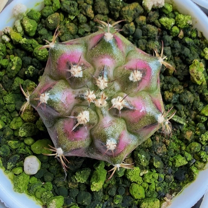 当前无花朵，栽培后可花朵