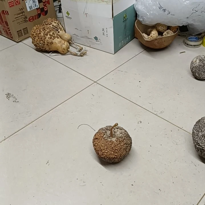 仁*轩疙瘩葫芦满天星疙瘩葫芦满天星