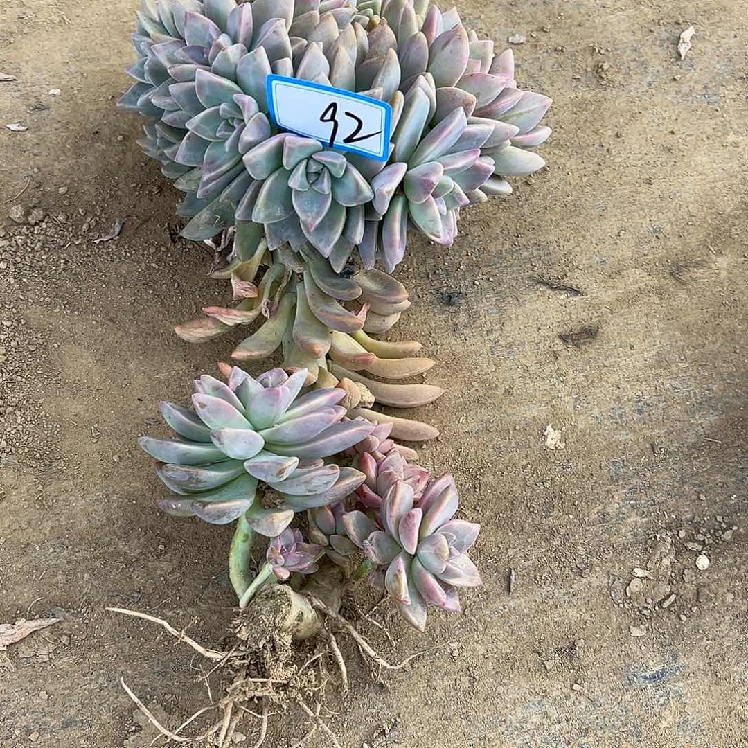 用***892号淡雪缀化一物一拍