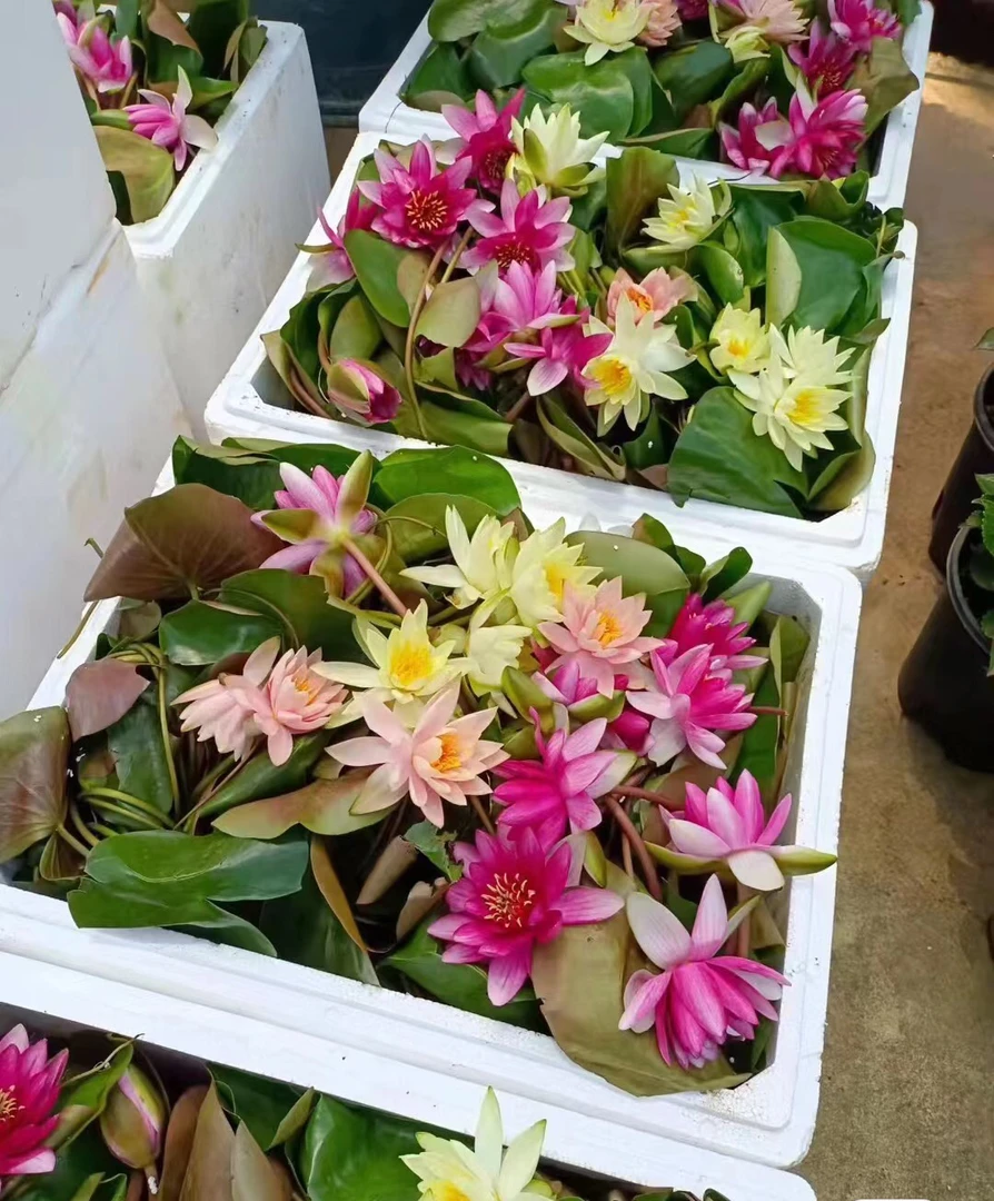 【超值套餐】精品池塘睡莲花水培植物盆栽花卉荷花睡莲根茎带花苞