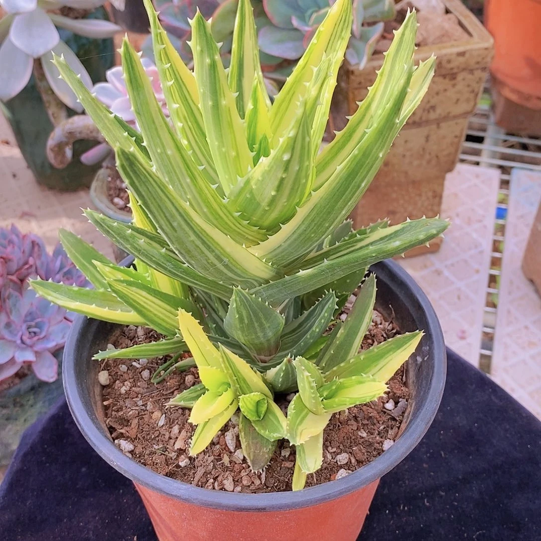 多肉植物非常福利芦荟锦