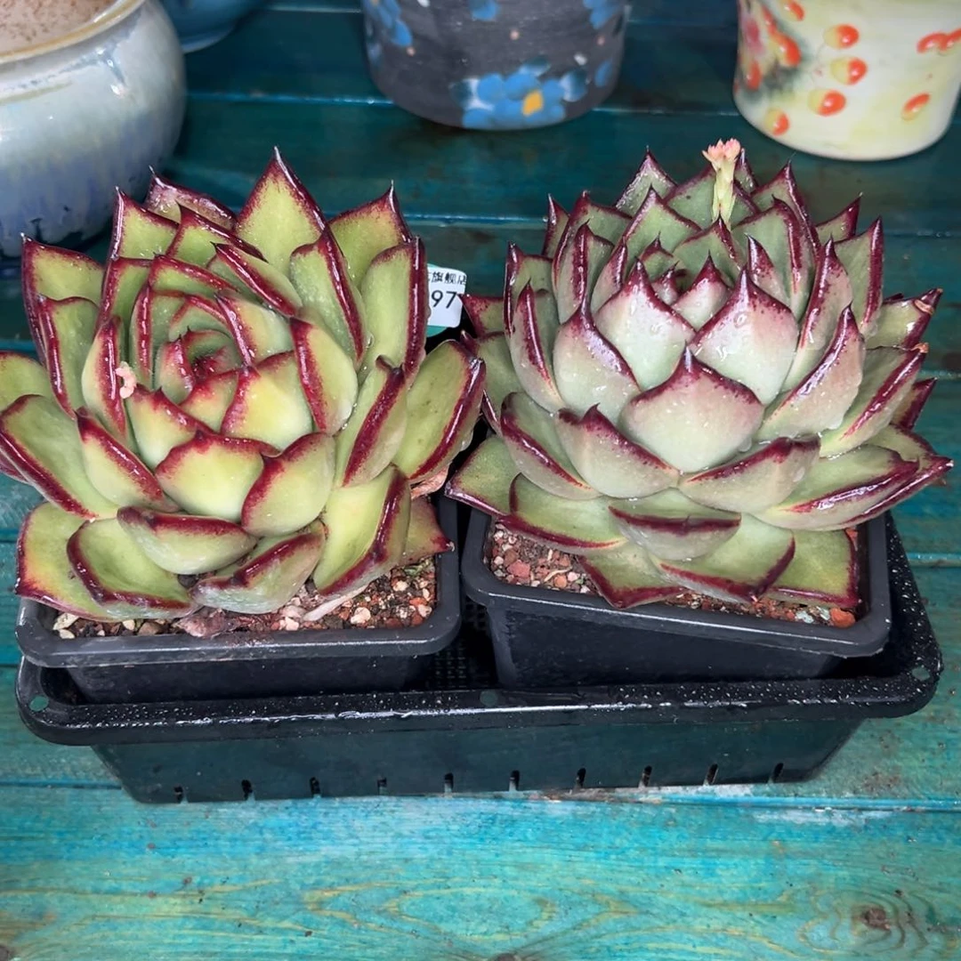 多肉精选编号0121.297