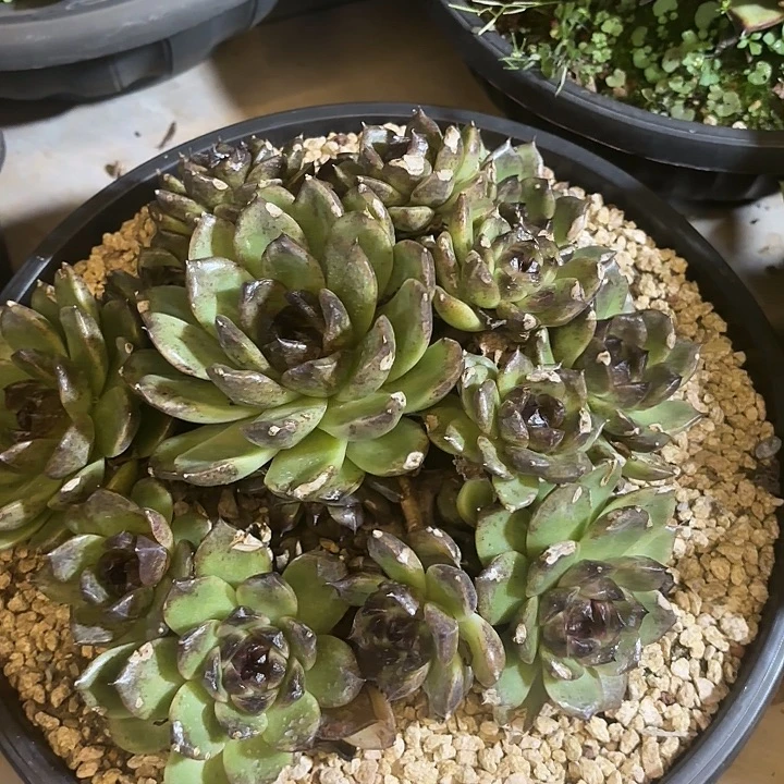 黑水晶  45