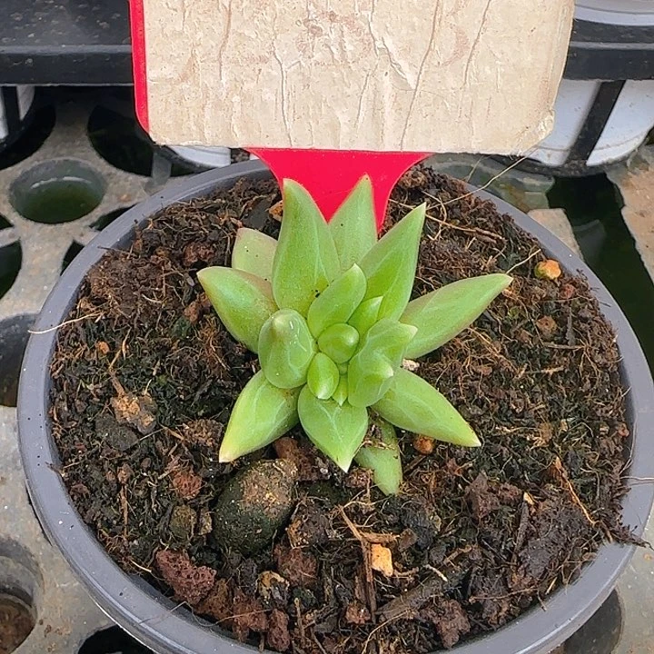 南*。布丁283多肉植物