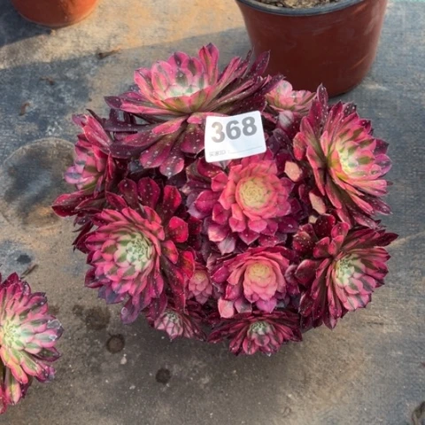 368铜壶锦朵朵多肉，