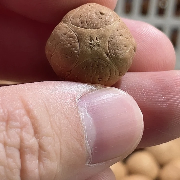 吊坠凤眼菩提尼泊尔小凤眼