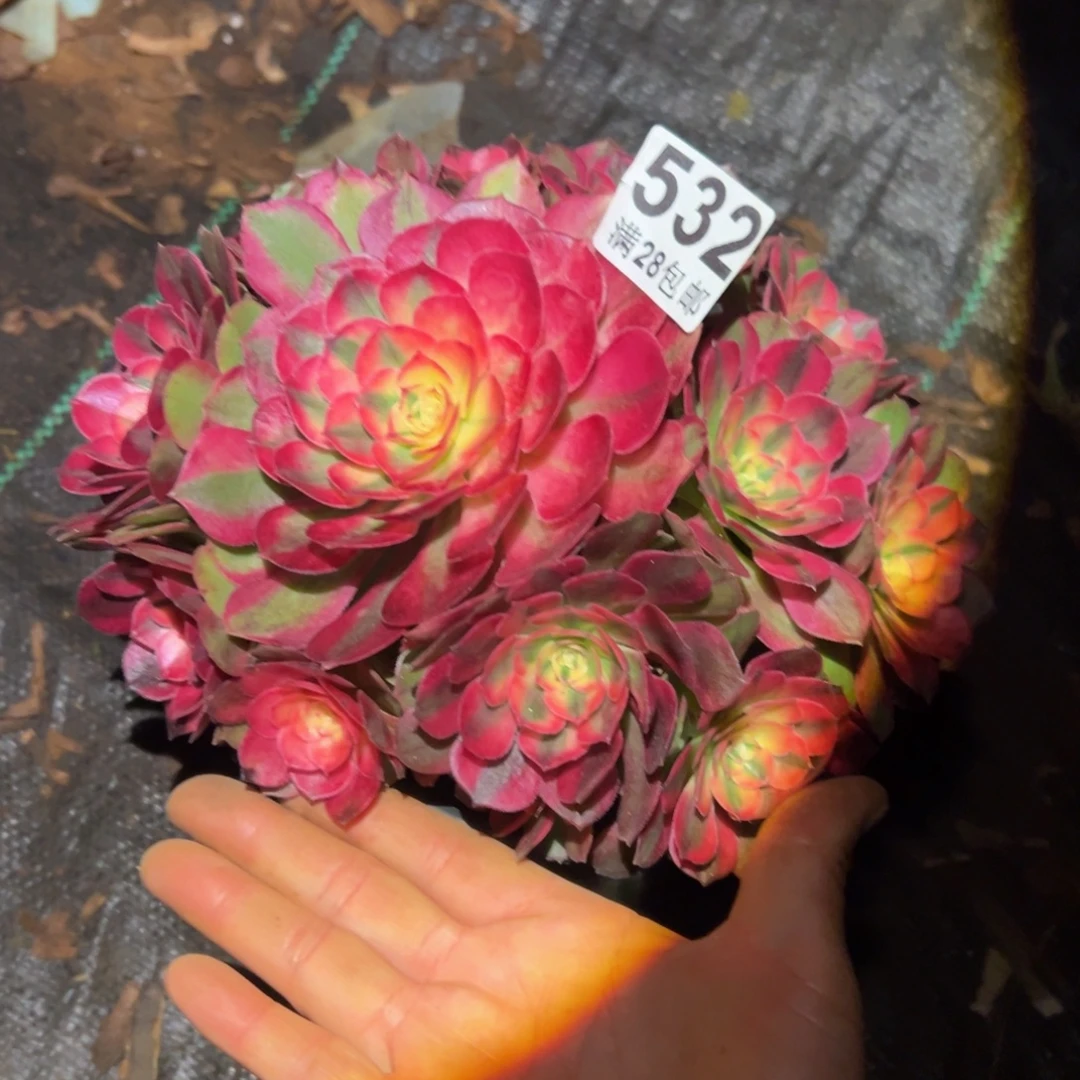 多肉植物532荔枝的