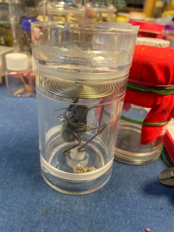 60✖️110药蝈蝈一套