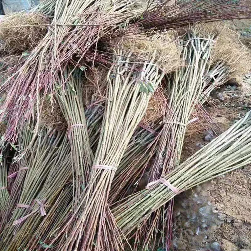 黑龙江耐冬耐冻吉盛树苗组合数量组合装