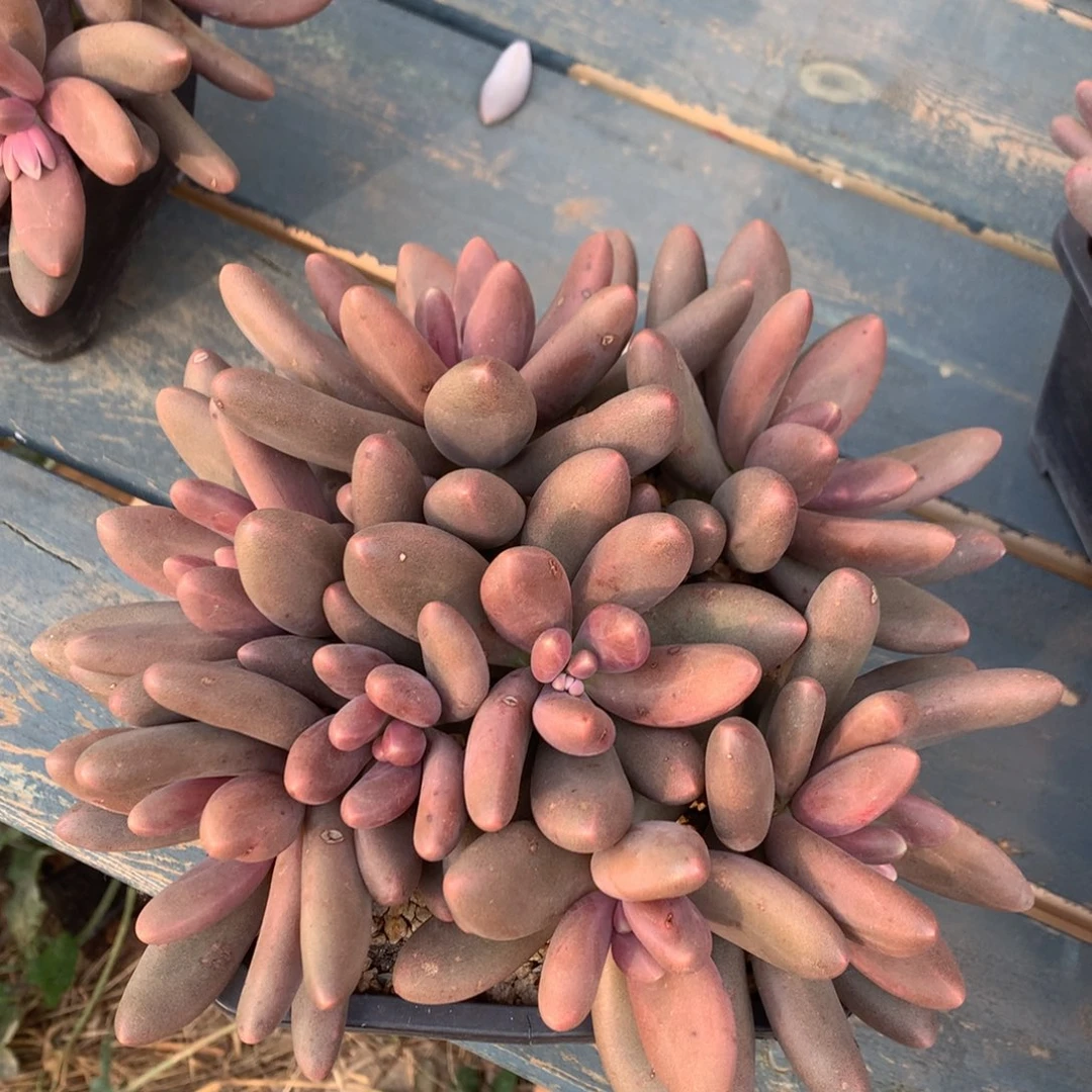 糖果美人矮桩平头无砍一物一拍