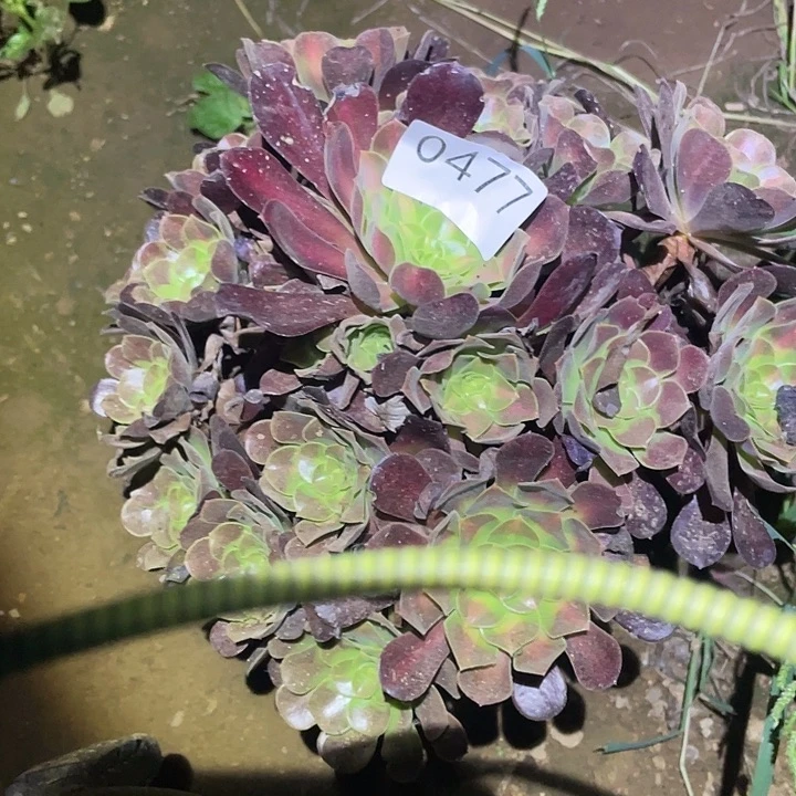 多肉植物法师477花呐