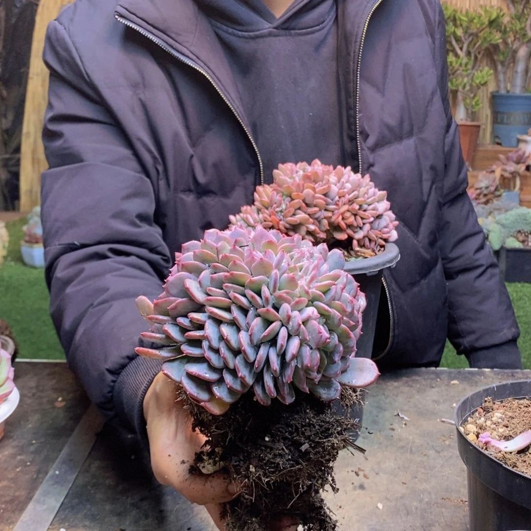 阿*65号玛瑙缀化
