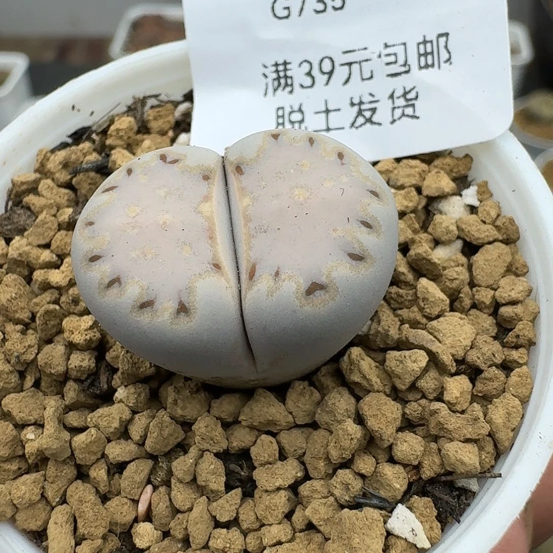 735多肉哈哈哈哈哈哈哈