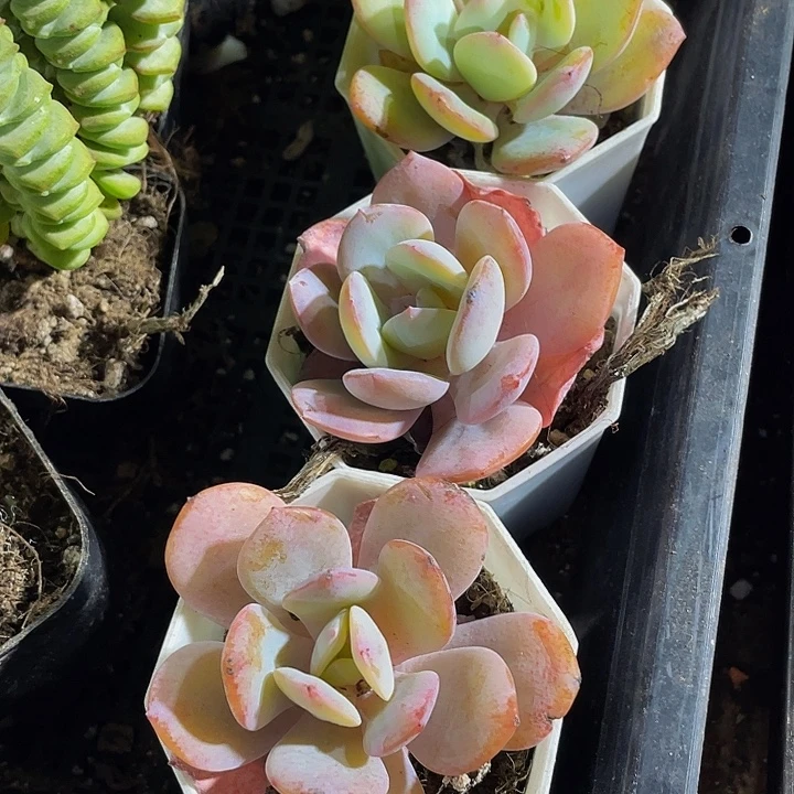 血凤2.8带盆土发货