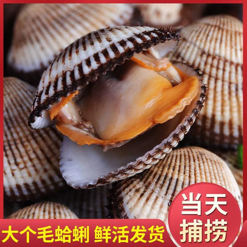 连云港产鲜活无沙野生赤贝毛蚶新鲜美味海鲜贝类