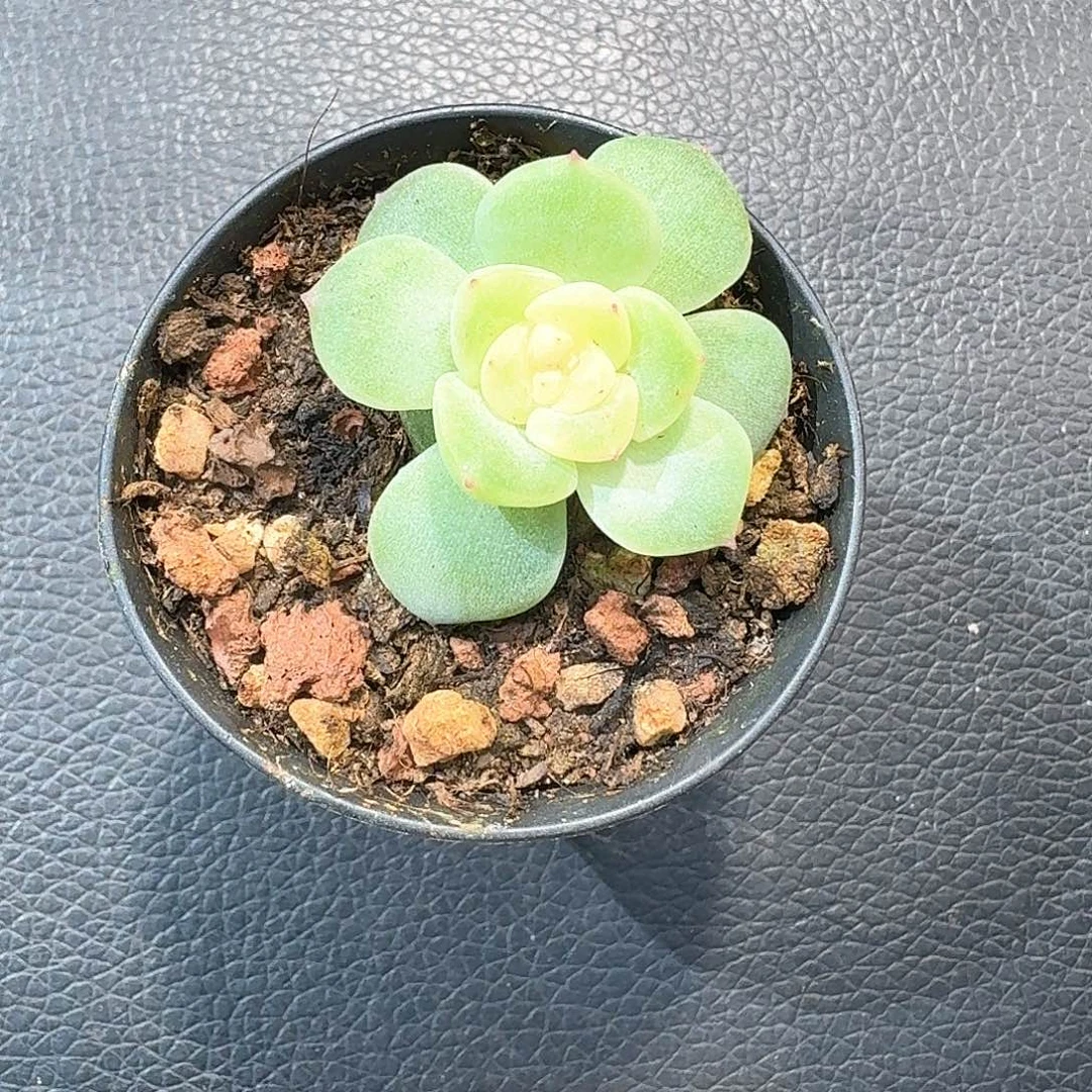 素素单头多肉一棵量8888