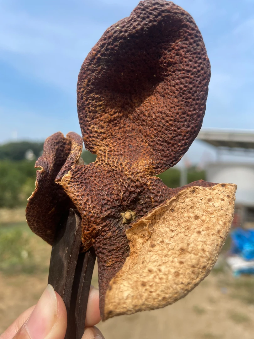 2019年茶坑圈枝大红皮新会陈皮茶15年老树围天然生晒干仓储存