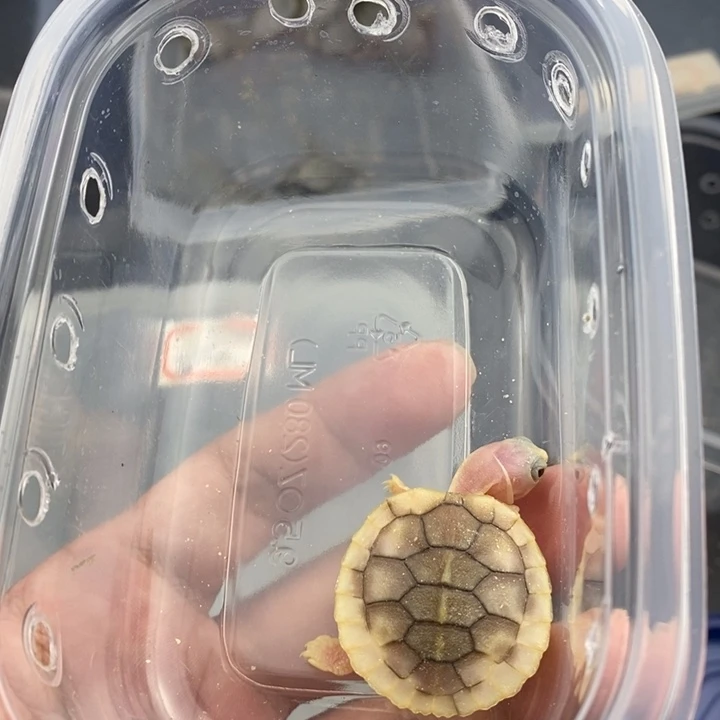 绿毛龟母88888888