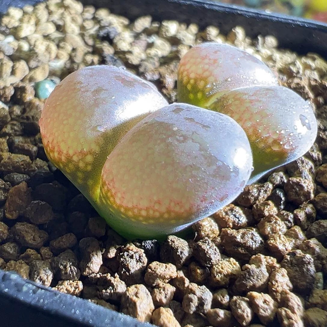 465 #。       大红。