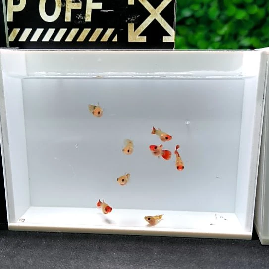 孔雀鱼红头玻璃猫苗子8条含两条备损