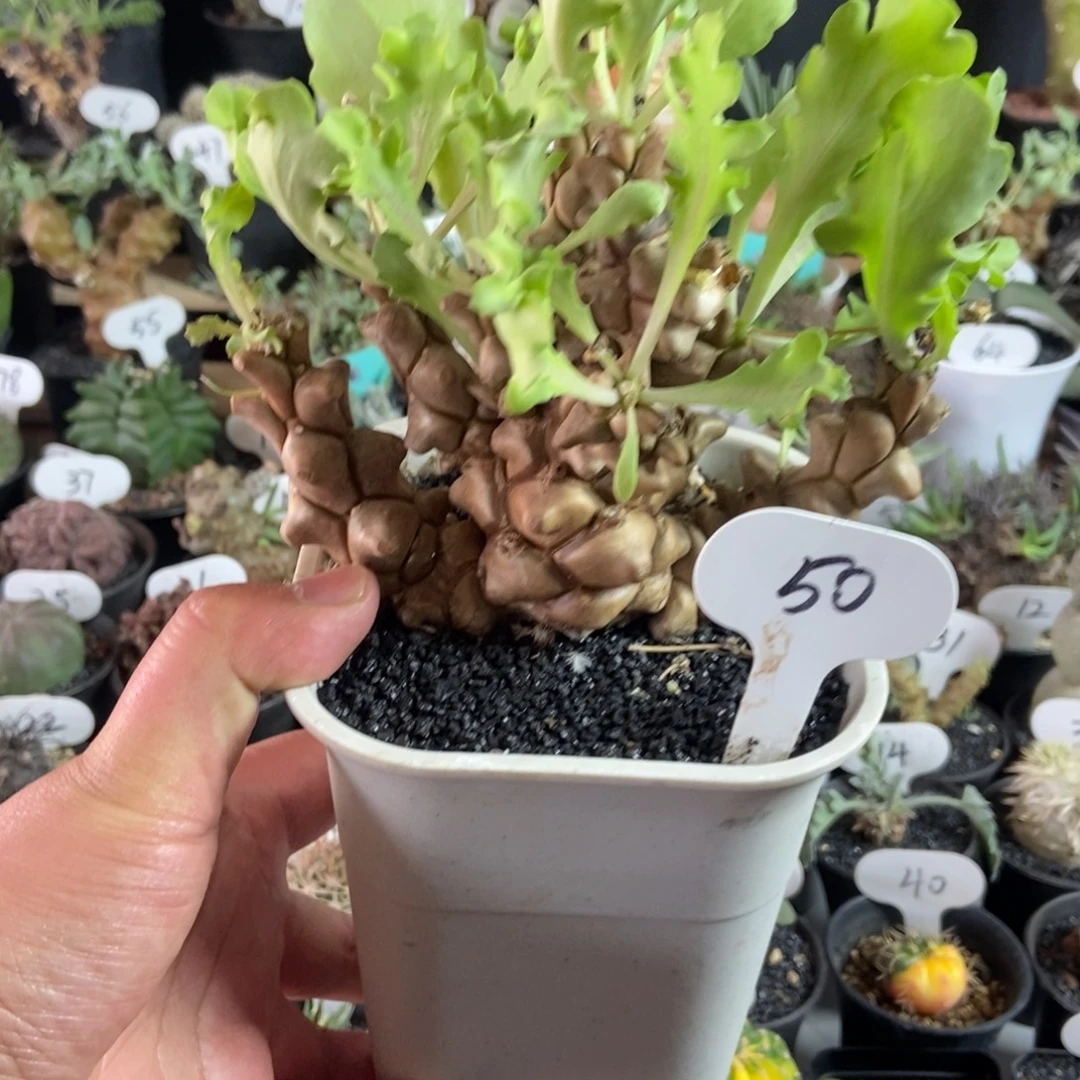 蛮鬼塔厚敦菊一个