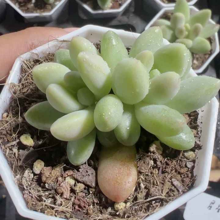 橙色奇迹精品多肉