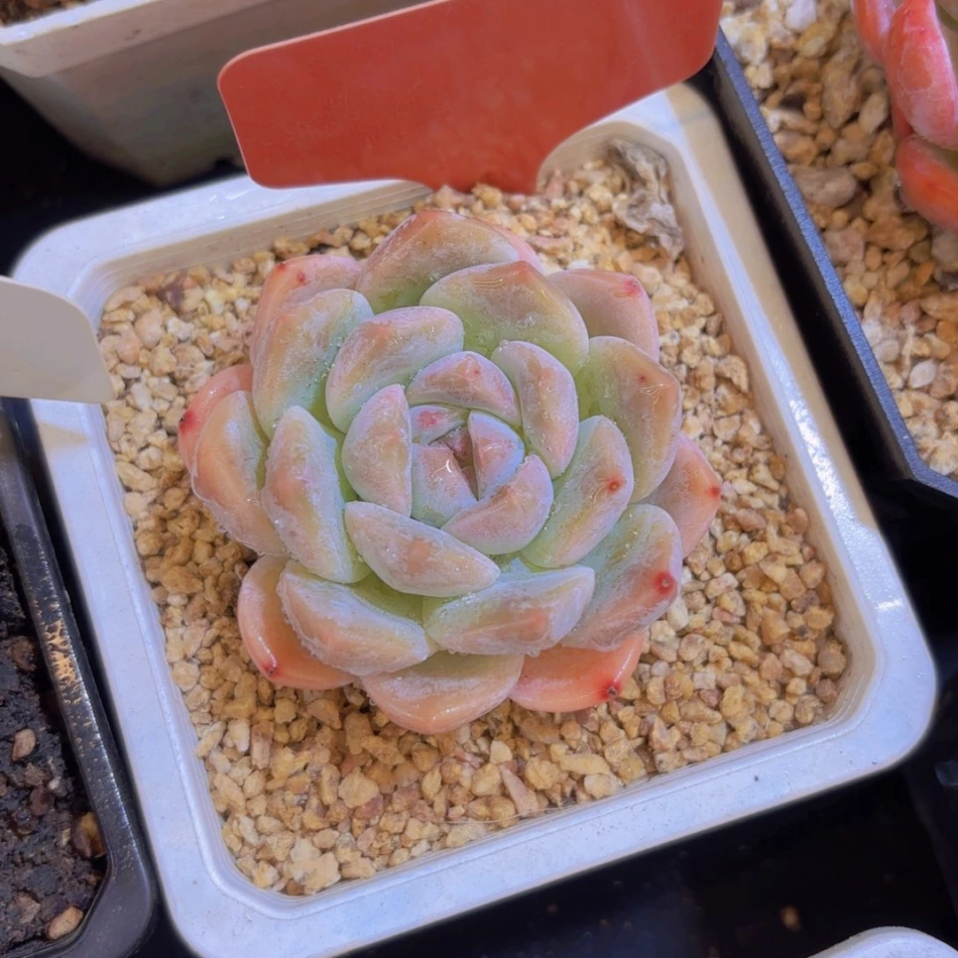 ****好云南金致家精品多肉