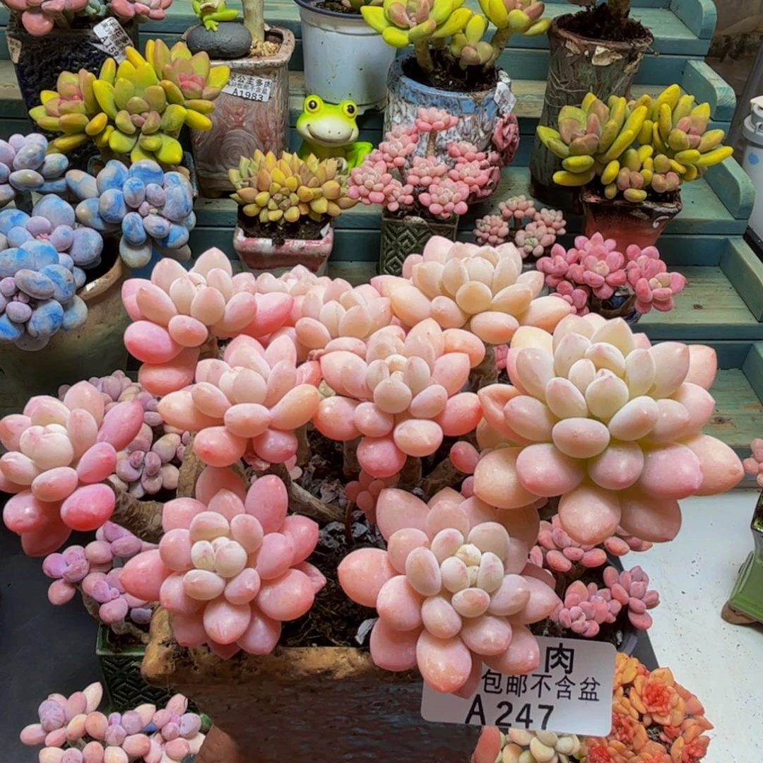 247鱼子酱10cm多肉