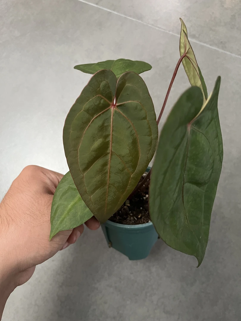 【黑凤凰 x 霍夫曼】天南星科 热带植物