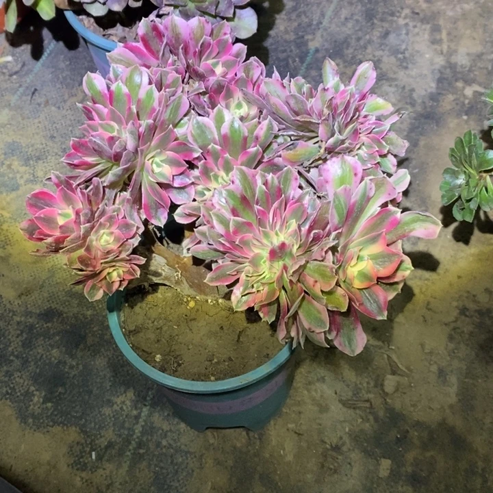 粉女巫有干巴1多肉植物包邮