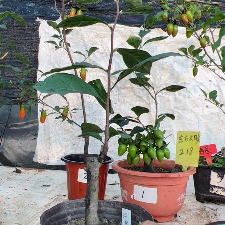 老鸦柿勾玉带果包邮