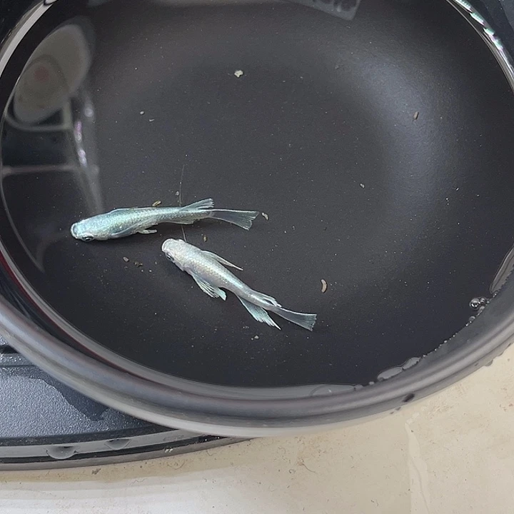 青鳉鱼真长鳍天使之翼2条61号