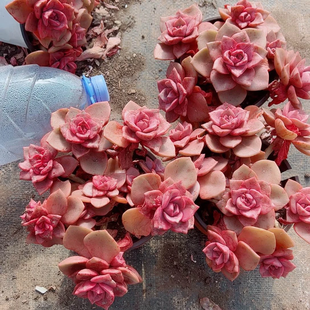 琉璃盏多头群生精品特价