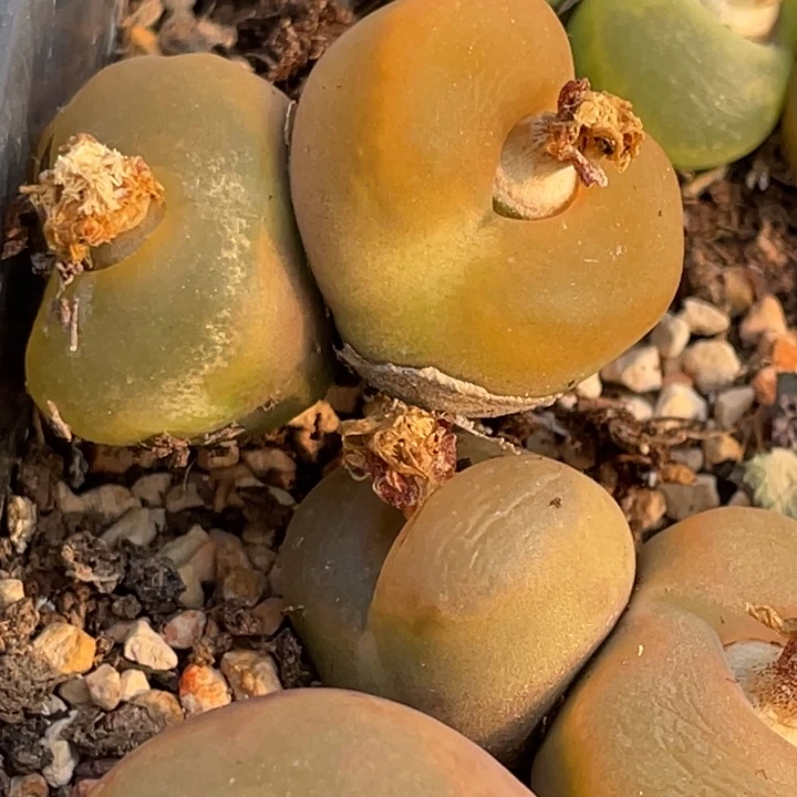 78888899899898888888