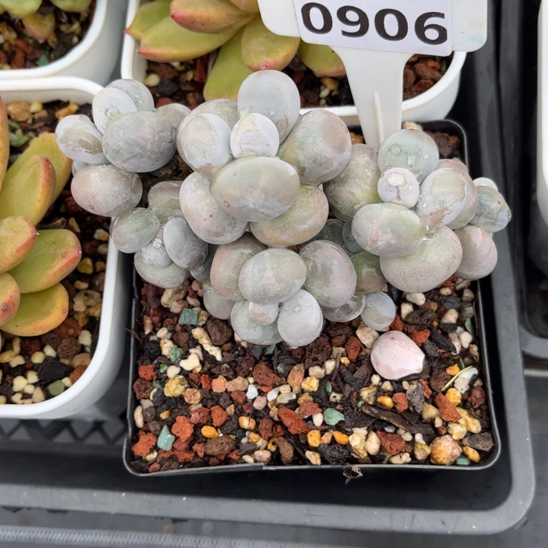 多肉植物0906 满30包邮