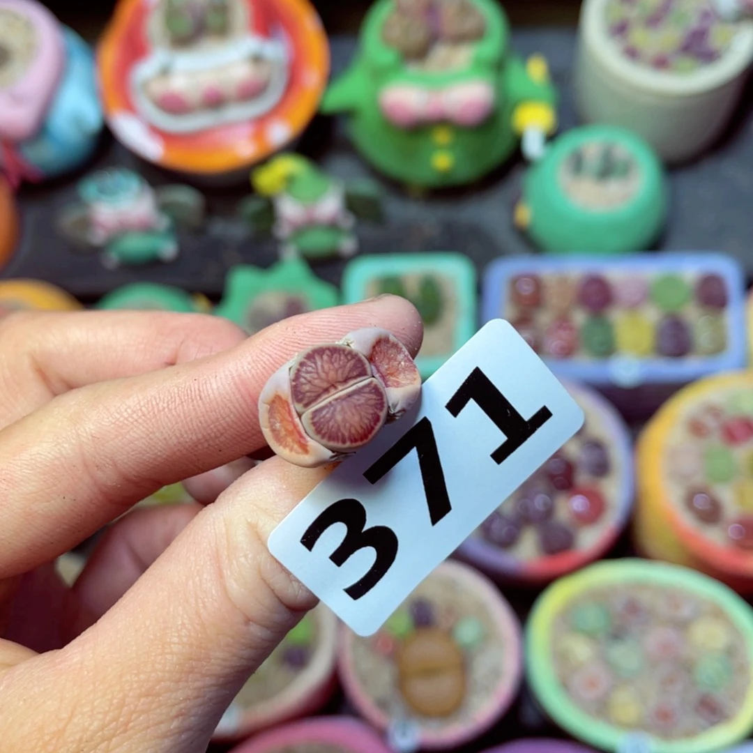 371生石花带盆发